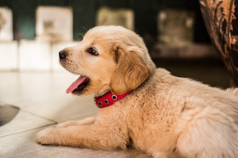 The Ultimate Guide to Puppy Vitamin Supplements in 2026