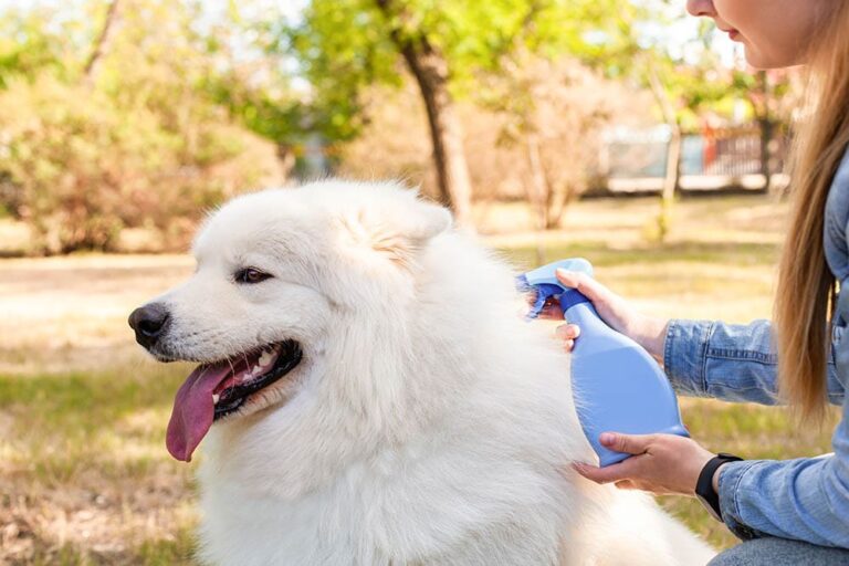 The Ultimate Guide to the Best Waterless Dog Shampoos of 2026