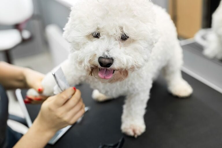 12 Bichon Frise Expert Grooming Tips