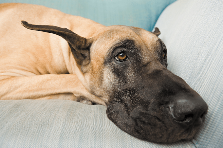 Bloat In Dogs: Recognizing The Signs and Saving Your Dog&lsquo;s Life