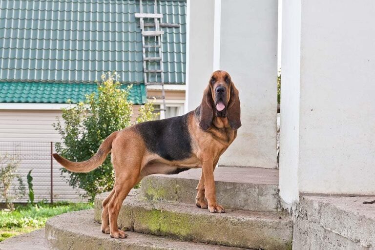 How Big Does a Bloodhound Get? Average Weight & Growth Chart