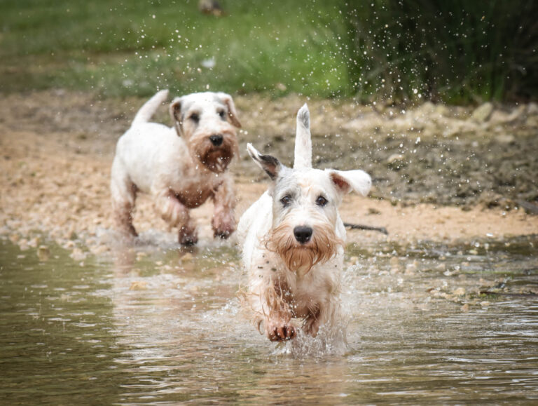 Blue-Green Algae: A Dog Lover&lsquo;s Guide to Protecting Your Pup from Toxic Blooms