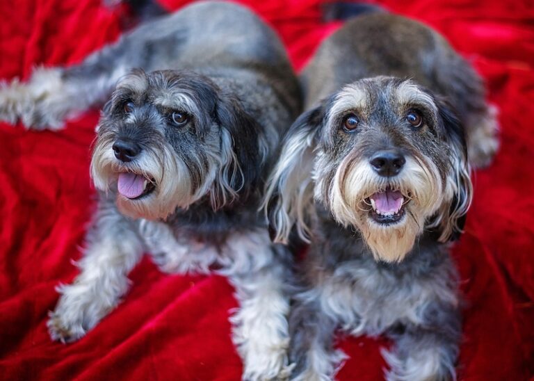 The Harsh Truth About Father-Daughter Dog Breeding: A Veterinarian Explains