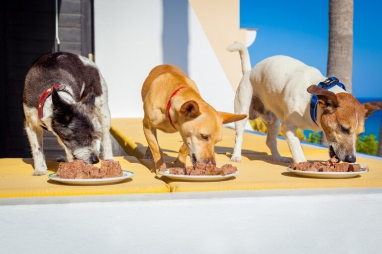 Brewer&lsquo;s Yeast for Dogs: A Comprehensive Guide to Benefits, Uses, and Safety