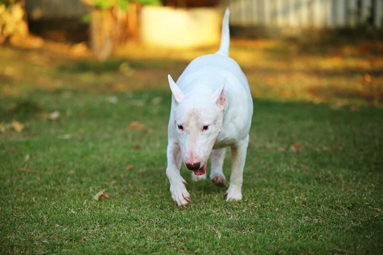 How Long Do Bull Terriers Live? A Guide to Lifespan and Longevity