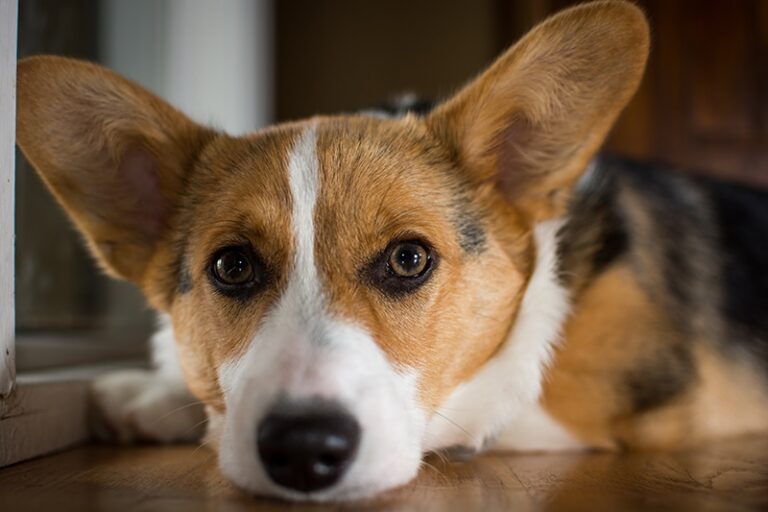 Can Corgis Be Left Alone at Home? A Dog Lover&lsquo;s Guide