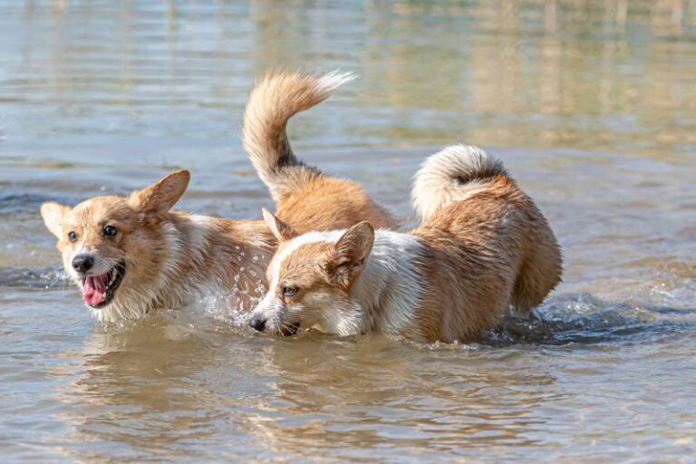 Can Corgis Swim? A Comprehensive Guide for Corgi Owners