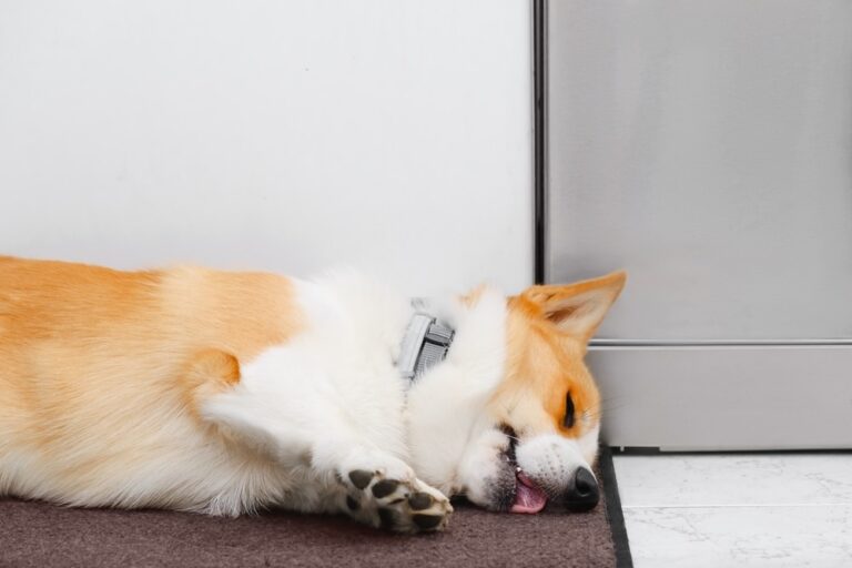 Can Dogs Get Seizures From Stress? A Veterinarian&lsquo;s Perspective