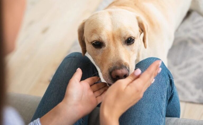 Can Dogs Smell Human Pheromones? The Naked Truth About Your Canine&lsquo;s Nose