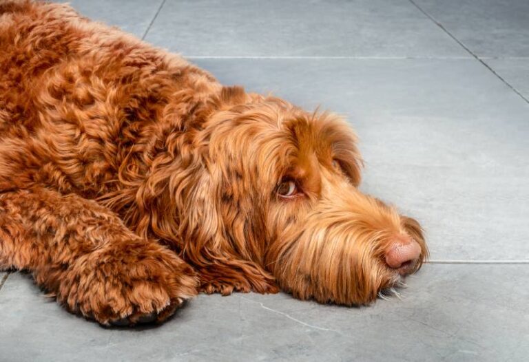 Can a Dog Walk on a Torn ACL? A Vet&lsquo;s Comprehensive Guide