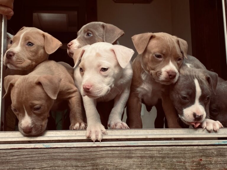 Uncovering the Mystery: Can a Litter of Puppies Have Different Fathers?