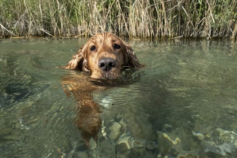 Can Cocker Spaniels Swim? Breed Facts & Safety Tips for 2026