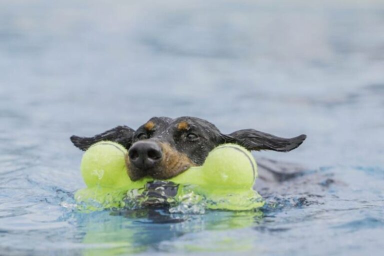 Can Dobermans Swim? A Dog Lover&lsquo;s Guide to Dobermans in the Water