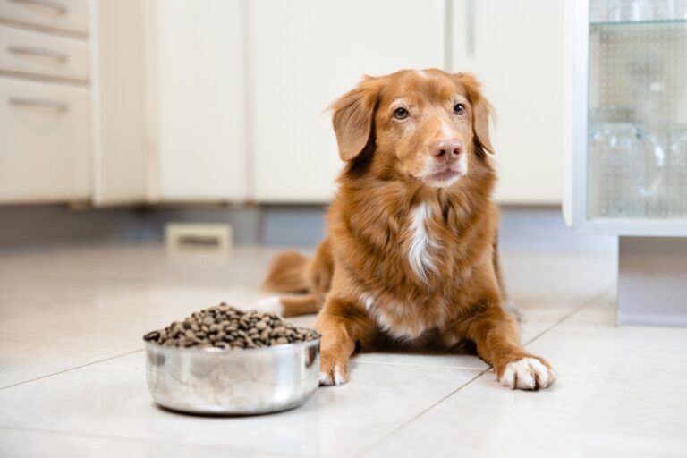 Why Does My Dog Stink? The Role of Diet in Doggy Odor