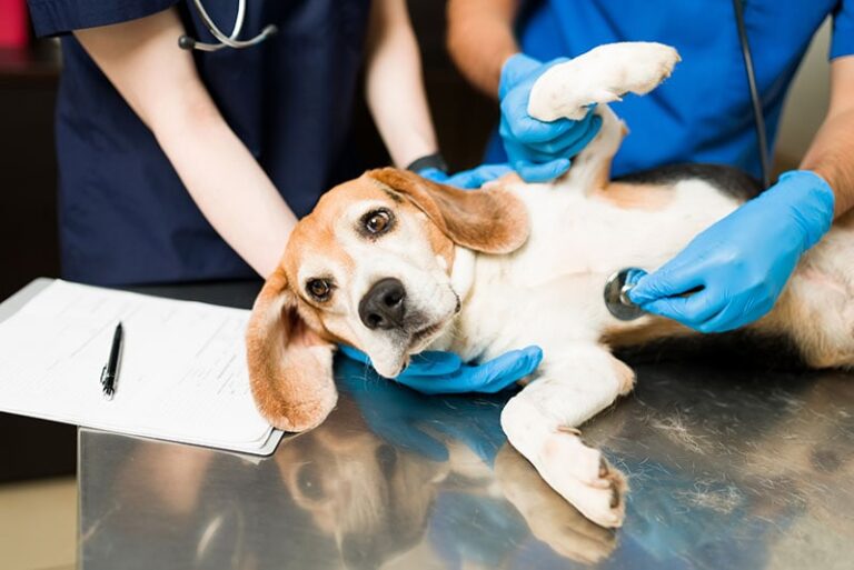 Mercury Poisoning in Dogs: The Hidden Household Hazard Every Pet Owner Needs to Know About