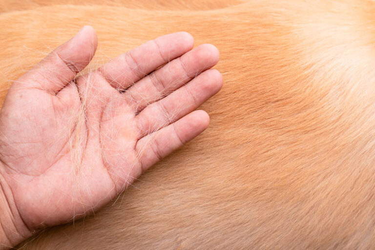 Can Dog Hair Pierce Human Skin? A Dog Lover&lsquo;s Guide to Preventing and Treating Hair Splinters