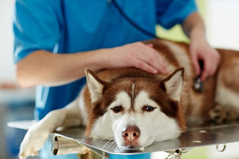 Can a Dog Recover From a Stroke? Vet Approved Signs, Causes & Treatment