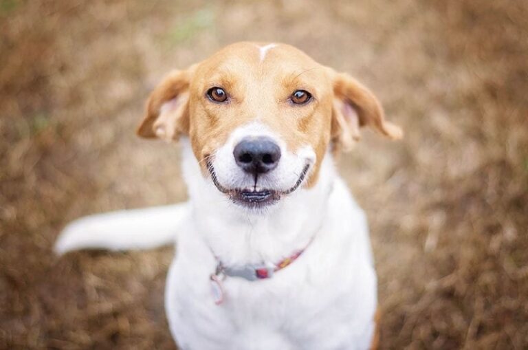 Can Dogs Really Smile? Decoding Your Canine&lsquo;s Happy Grin