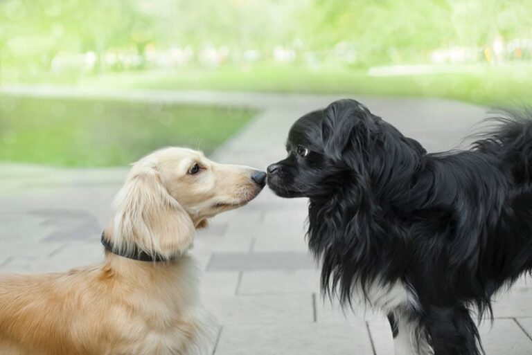 Can Dogs Be Gay, Lesbian, or Bisexual? A Dog Lover&lsquo;s Guide to Same-Sex Behavior in Our Furry Friends
