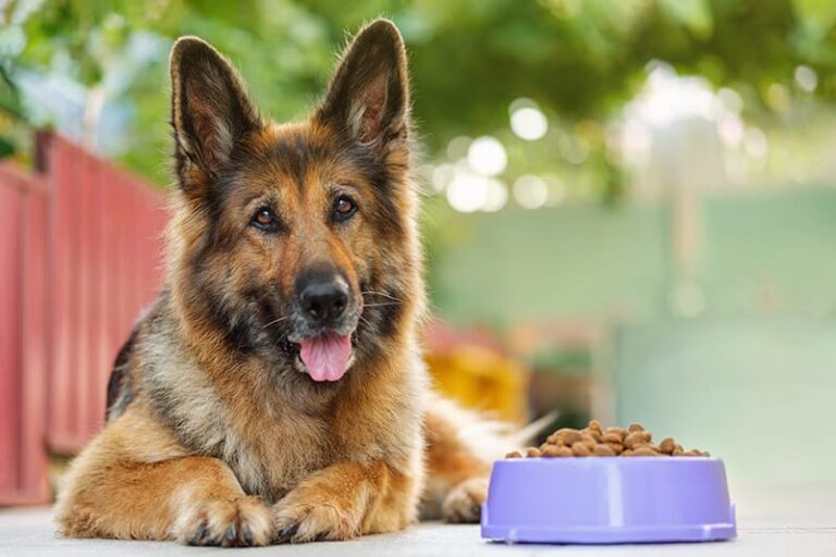 Everything You Need to Know About Dog Burping: A Vet&lsquo;s Perspective