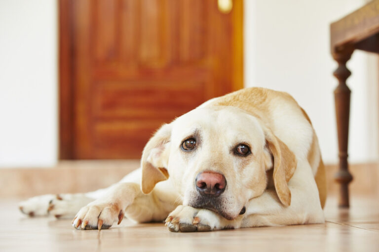 Can Dogs Cry? A Dog Lover&lsquo;s Guide to Canine Tears and Emotions
