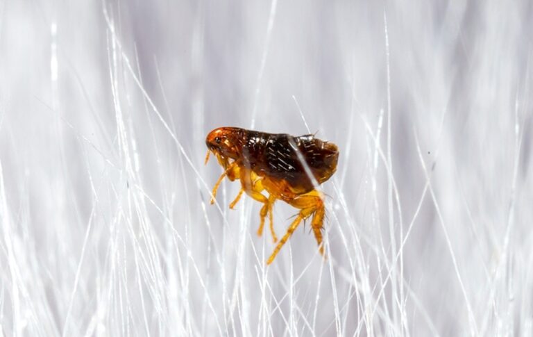 Can Dogs Die From Fleas? A Dog Lover&lsquo;s Guide to Protecting Your Pooch