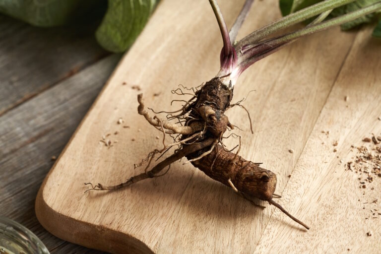Can Dogs Eat Burdock Root? A Vet&lsquo;s Guide to Benefits and Precautions