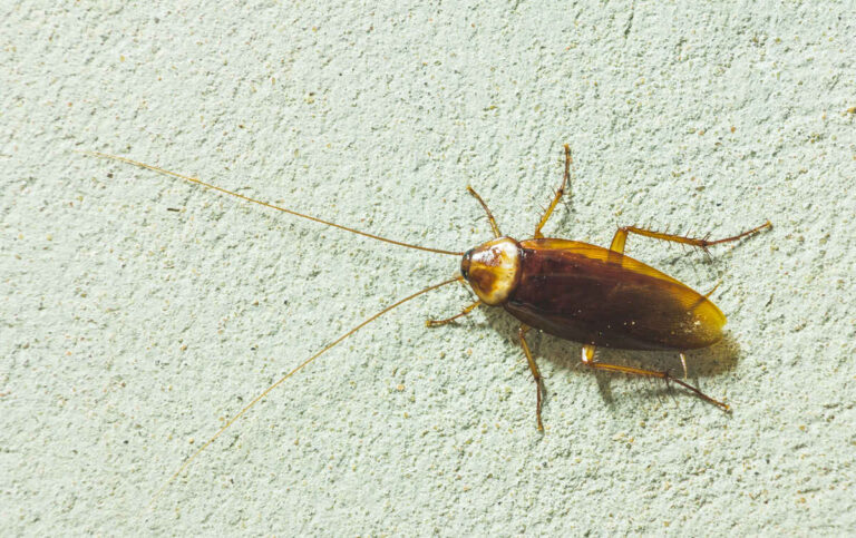Can Dogs Eat Cockroaches? Possible Health Risks & Care Tips