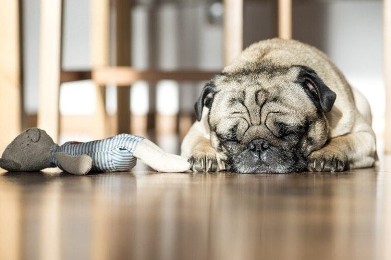 Understanding Canine Depression: Insights from a Veterinarian and Dog Lover