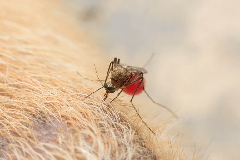Can Dogs Get Bitten by Mosquitoes? A Dog Lover&lsquo;s Guide to Prevention and Care
