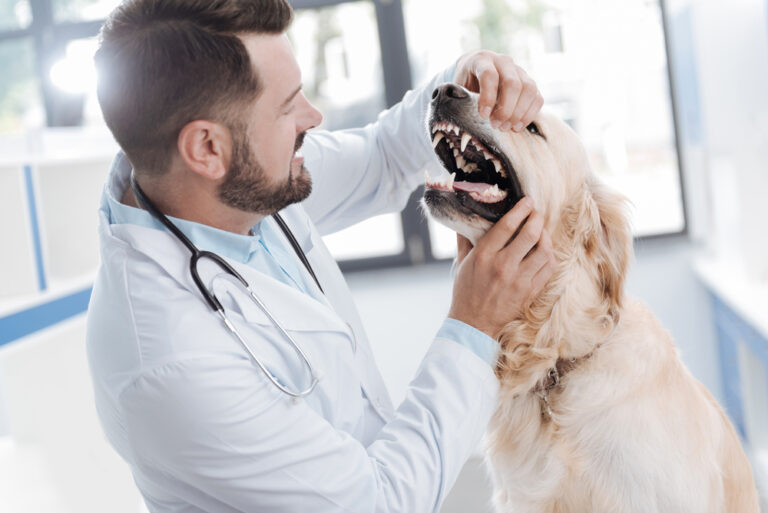 Can Dogs Get Braces? Needs & When To Get Them