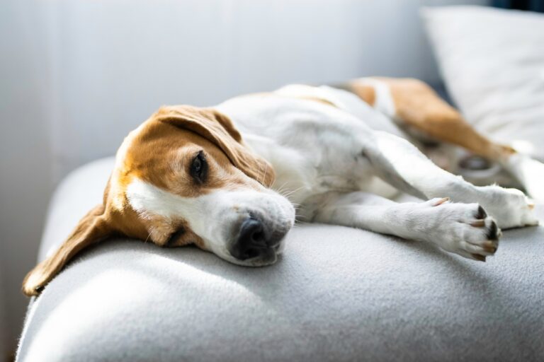 Can Dogs Get COVID-19? What Every Dog Owner Needs to Know