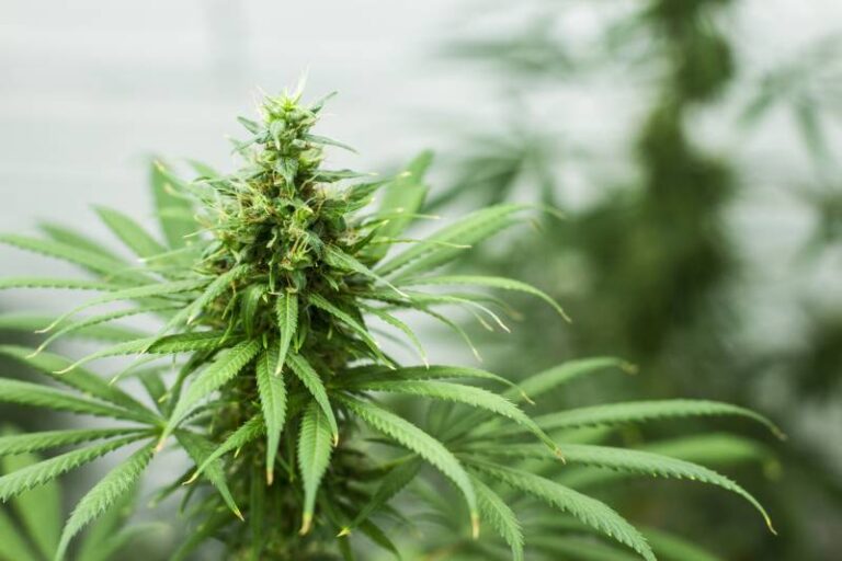 Can Dogs Get High? Exploring the Realities of Marijuana Toxicity Through a Dog Lover&lsquo;s Lens