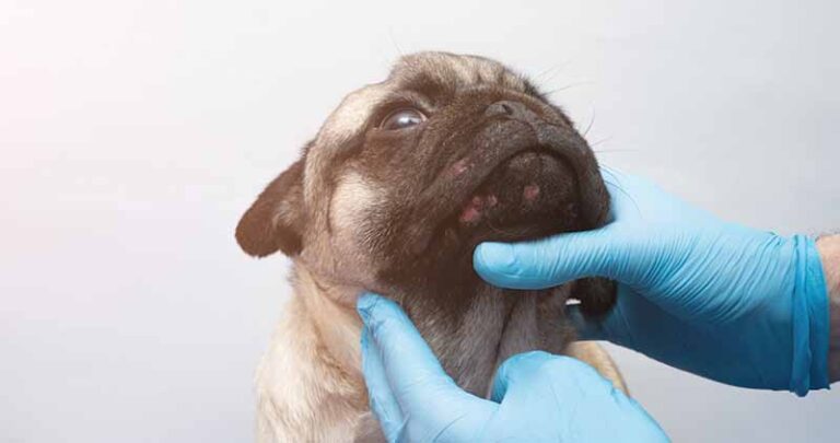 Can Dogs Get Pimples? A Comprehensive Guide for Dog Lovers