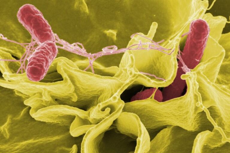 Can Dogs Get Salmonella? A Comprehensive Guide for Dog Lovers