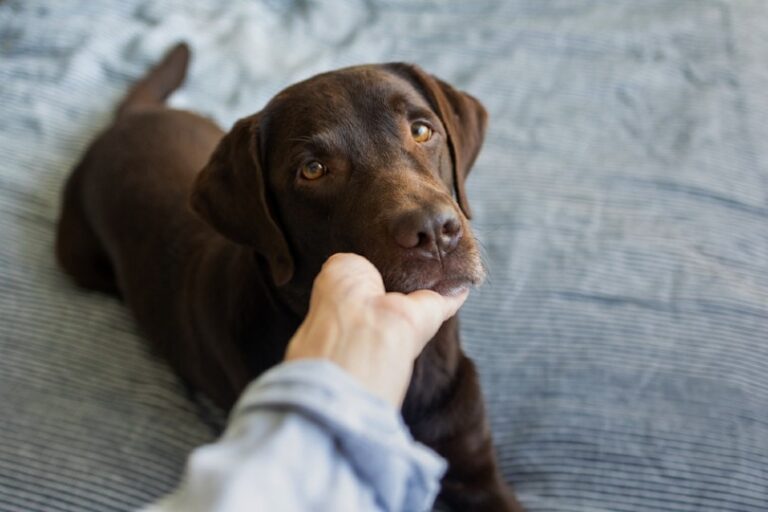 Can Dogs Learn From Their Mistakes? A Dog Lover&lsquo;s Guide to Canine Cognition