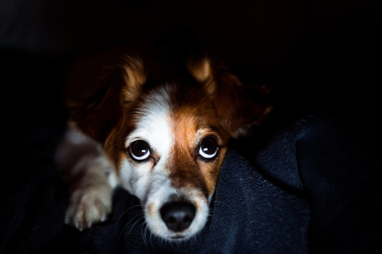 Can Dogs See in the Dark? Vet-Reviewed Facts & FAQ
