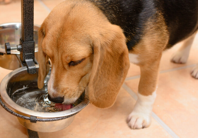 Can Dogs Share Water Bowls? A Comprehensive Guide for Dog Lovers