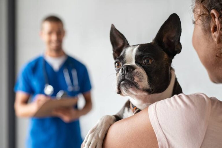 Can Humans Get Worms from Pet Dogs? A Comprehensive Guide for Dog Lovers
