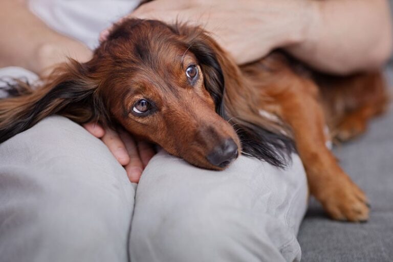 Can You Really Catch a Stomach Bug From Your Dog? What Every Pet Owner Needs to Know