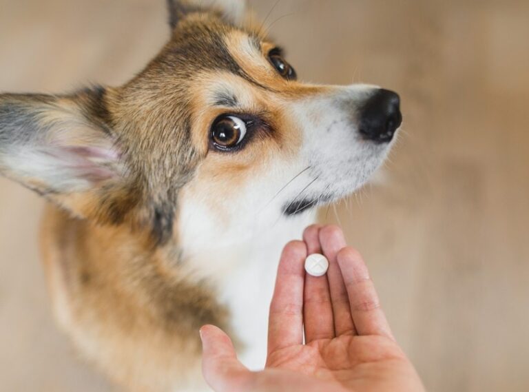 Can I Give My Dog Aspirin for Arthritis? A Vet&lsquo;s In-Depth Guide