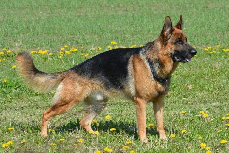 A Dog Lover&lsquo;s Guide to Degenerative Myelopathy: Holding Onto Hope Through the Heartbreak