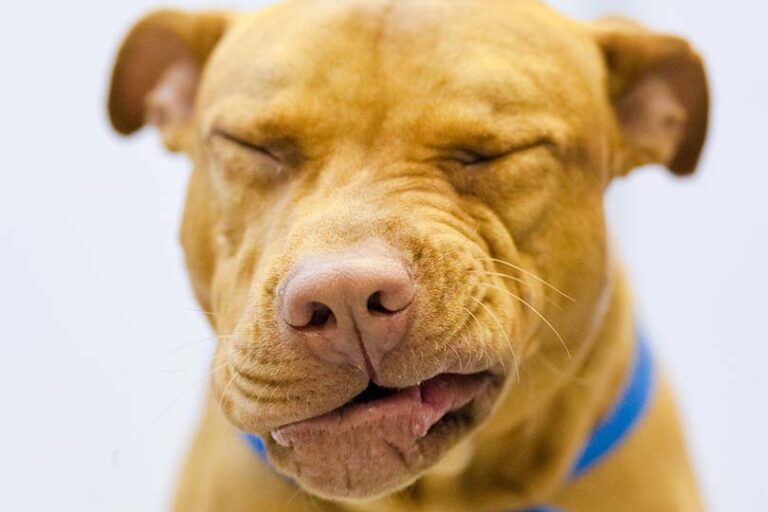 Canine Nasal Mites in Dogs: Signs, Causes & Treatment