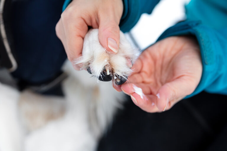 A Dog Lover&lsquo;s Guide to Using Antibiotic Ointment Safely and Effectively