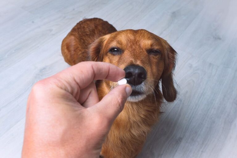 Can My Dog Overdose on Glucosamine? A Vet&lsquo;s Guide to Keeping Your Dog&lsquo;s Joints Healthy