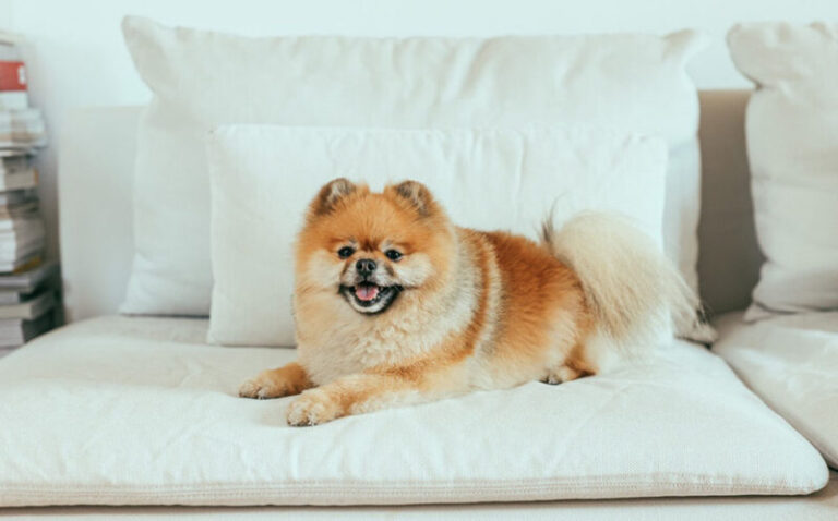 Can Pomeranians Be Left Alone? Overcoming Separation Anxiety in Poms