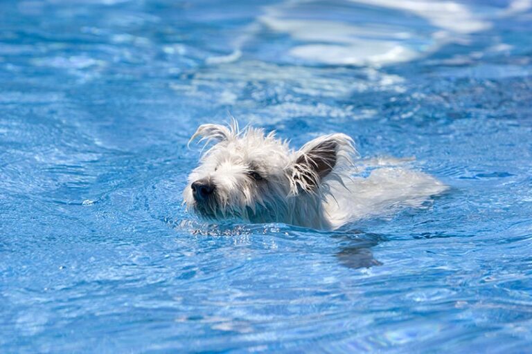 Can Westies Swim? A Comprehensive Guide for West Highland White Terrier Owners