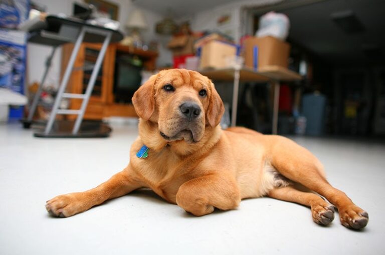Can You Leave a Dog in the Garage While at Work? Tips, Facts & FAQ