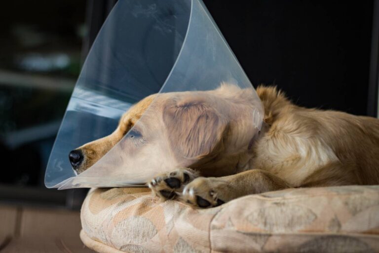 Can You Unspay a Dog? The Irreversible Nature of This Common Surgery