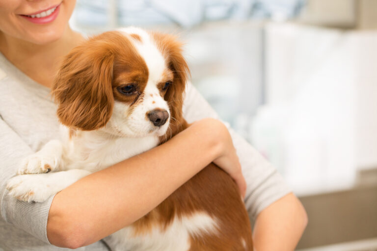 Cavalier King Charles Spaniels: A Dog Lover&lsquo;s Guide to Hereditary Health Issues